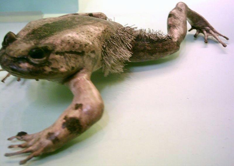 Meet the Horror Frog!